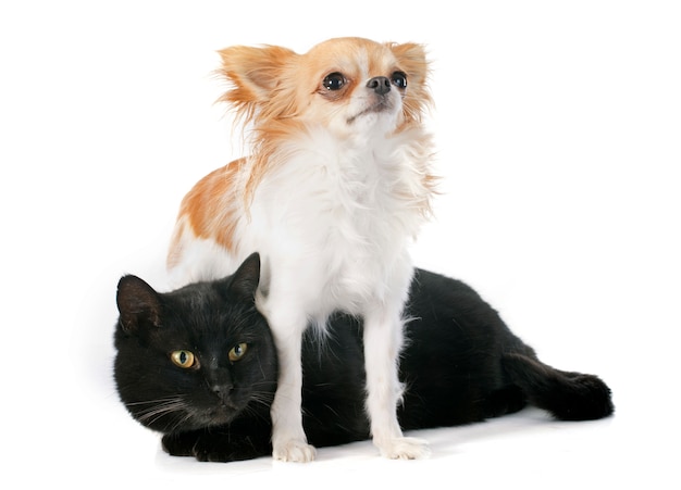 gato negro y chihuahua