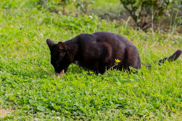 Gato negro comiendo comida en hierba verde en un día soleado de verano