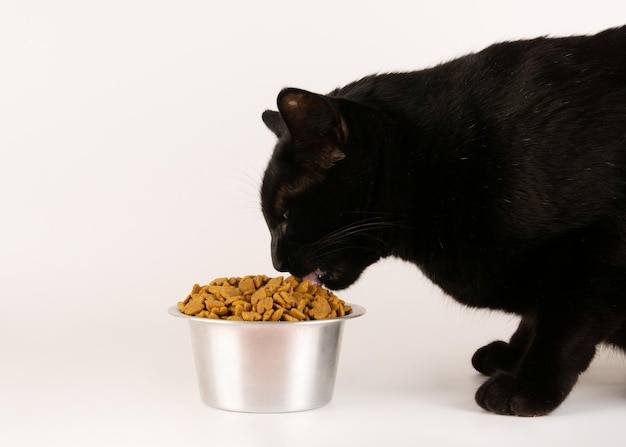 Gato negro comiendo comida del tazón blanco sin fondo