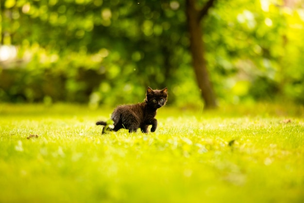 El gato negro se cuela en la hierba.