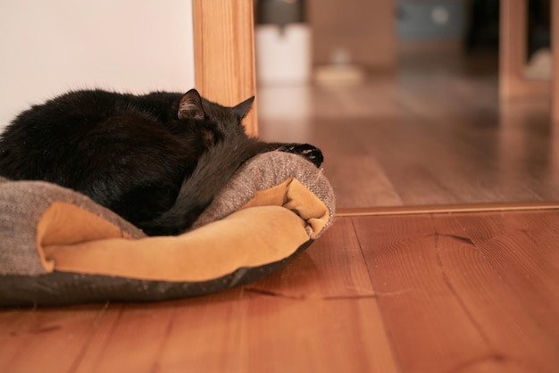 Gato negro duerme en una almohada para mascotas Artículo de tienda de mascotas en uso por gato doméstico Foto horizontal