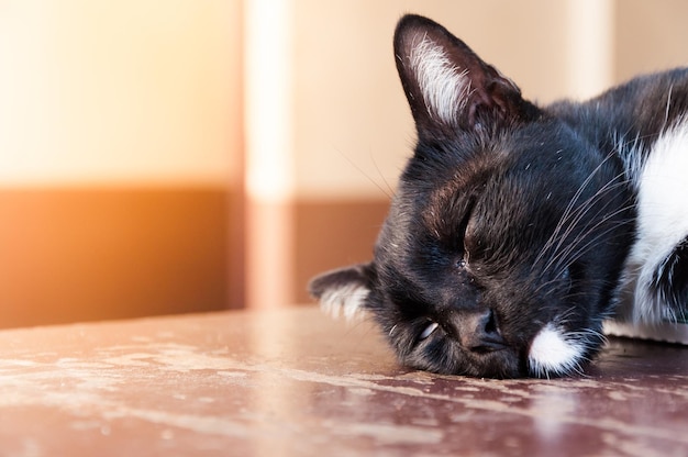 Un gato negro duerme cansado en comunidad