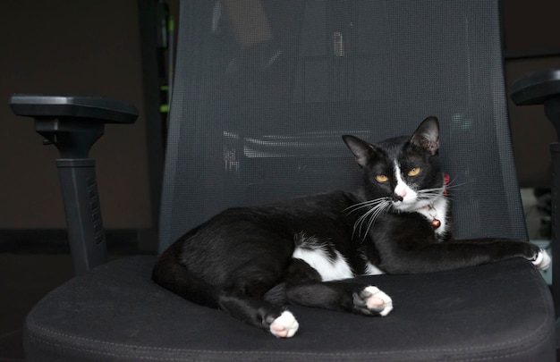 Gato negro durmiendo en un sillón negro