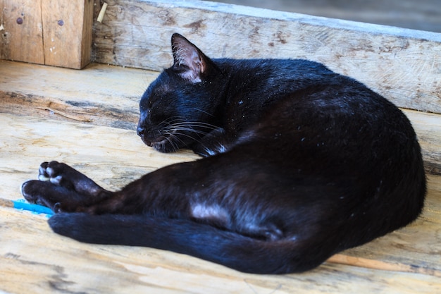 Gato negro durmiendo