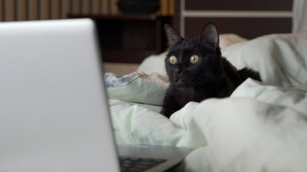 Gato negro se encuentra en la cama y mira la computadora portátil.