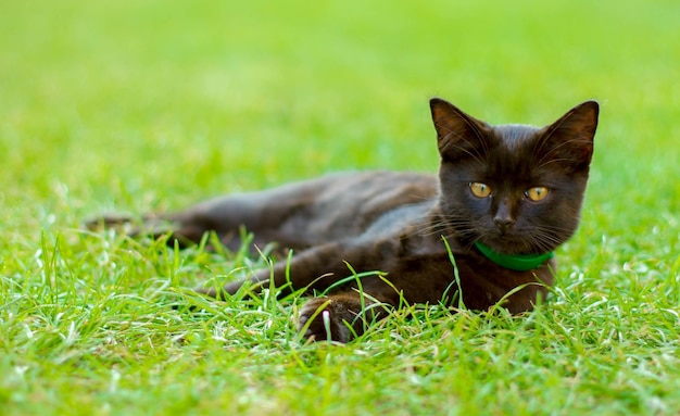 El gato negro se encuentra en la hierba verde