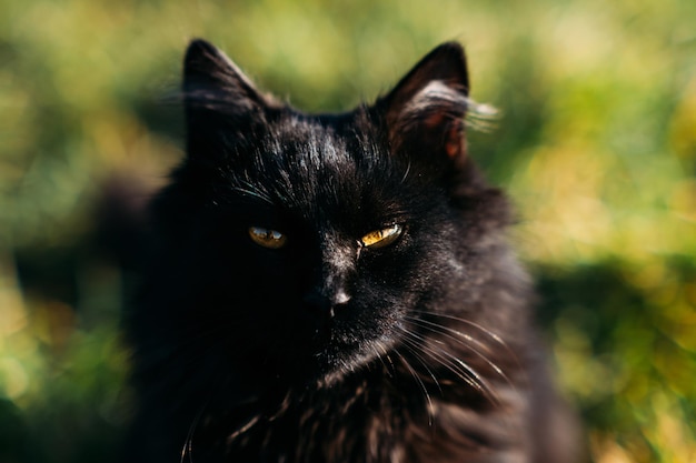 Gato negro engendra día nacional del gato negro lindo gato negro con ojos dorados sobre fondo de naturaleza al aire libre