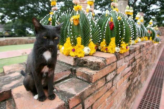 gato negro esperando para tomar fotos