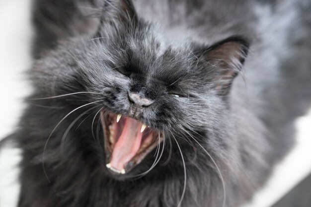 Un gato negro y esponjoso con ojos amarillos yace y bosteza en casa.