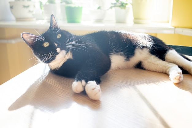 Gato negro está acostado en la mesa y tomando el sol cerca de la ventana iluminada por el sol con plantas de la casa verde. Interior de una casa acogedora. Preciosa mascota. Naturaleza en casa. Sombras de moda. Imagen con enfoque suave.