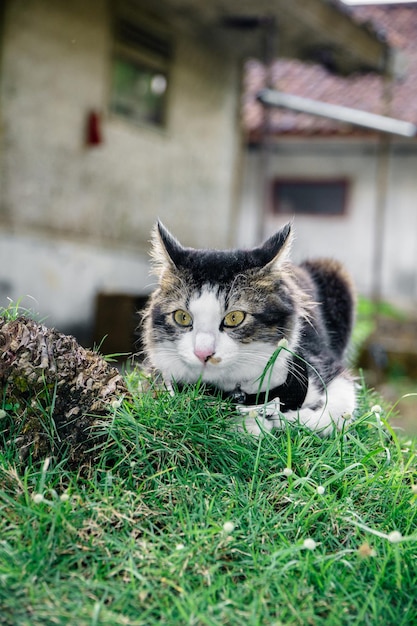 El gato negro está jugando en el patio.