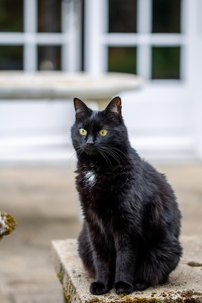 Gato negro. El gato negro llegó a casa. El gato se sienta en el umbral de la casa esperando la puerta.