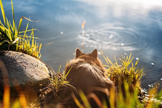 Gato negro hambriento sin hogar atrapando peces con un pescador en la orilla del río gato negro hambrientos callejeros