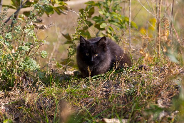 Un gato negro sin hogar se esconde y yace en el bosque entre la hierba verde y los árboles. Foto de alta calidad