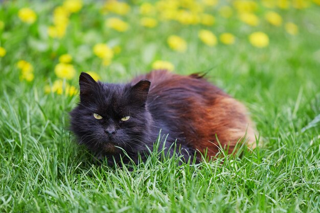 Un gato negro sin hogar con una oreja circuncidada se sienta en la hierba