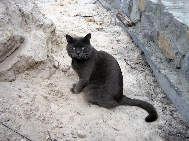 Un gato negro sin hogar se sienta en la arena de la calle Vista frontal del primer plano