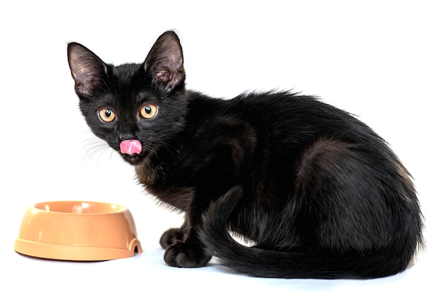 Gato negro joven que come la comida delante de la cámara aislada en blanco