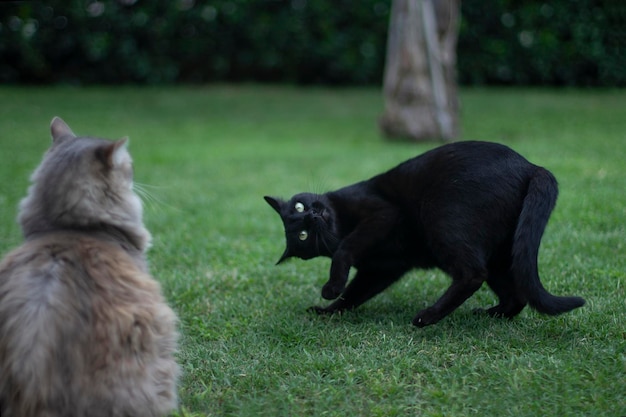 Gato negro jugando con gato gris en el jardín