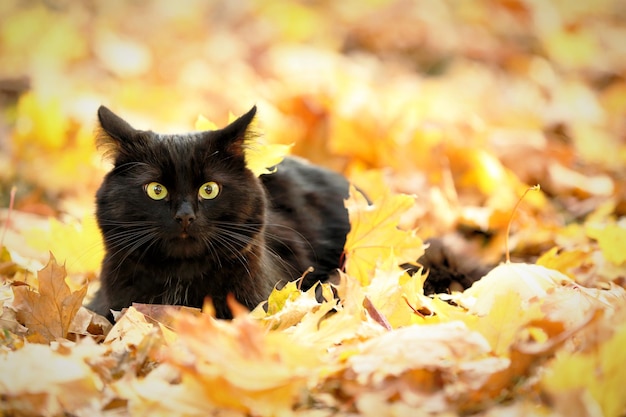 Gato negro lindo en las hojas en el parque de otoño