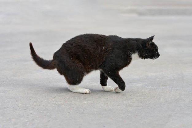 Un gato negro con manchas blancas camina sobre la hierba verde