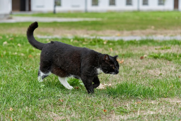 Un gato negro con manchas blancas camina sobre la hierba verde