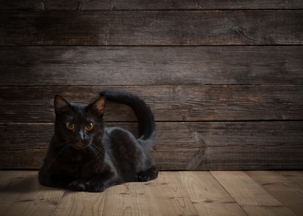 Gato negro en la mesa de madera