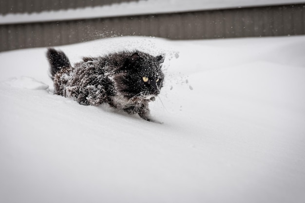 Gato negro mullido en nieve profunda