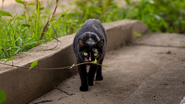 Gato negro en la naturaleza