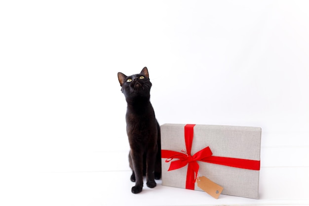 Gato negro de navidad con regalo de navidad