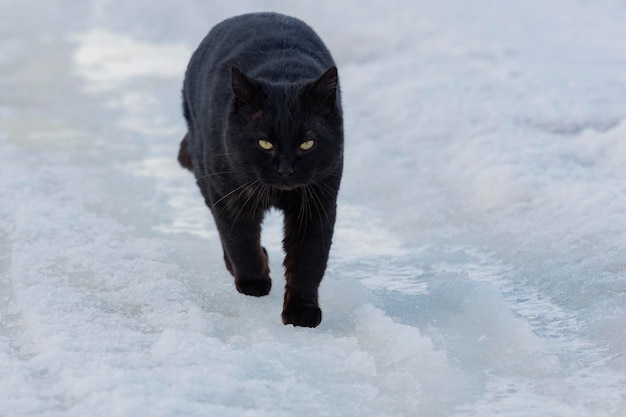 Un gato negro en la nieve Un gato negro sobre un fondo blanco