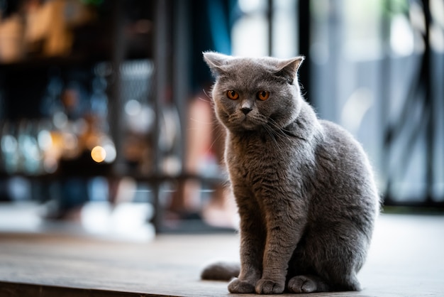 Foto gato negro con ojos amarillos en la mañana