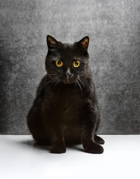 Un gato negro con ojos amarillos mira a la cámara.