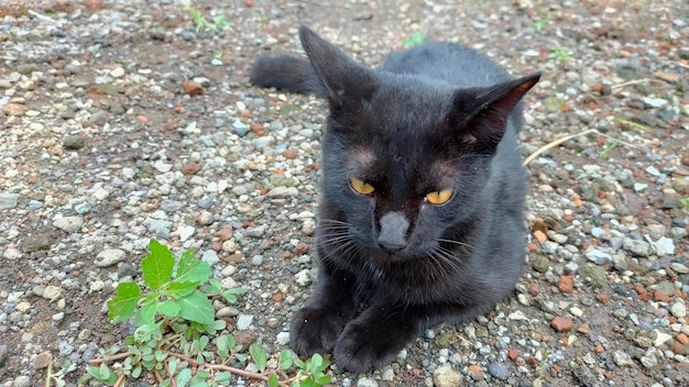 Un gato negro con ojos amarillos se sienta en el suelo.