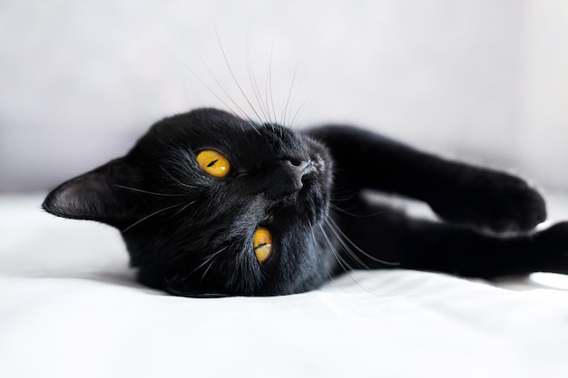 El gato negro con ojos amarillos yace en un sofá, un gatito juguetón yace boca arriba, cariñoso y lindo