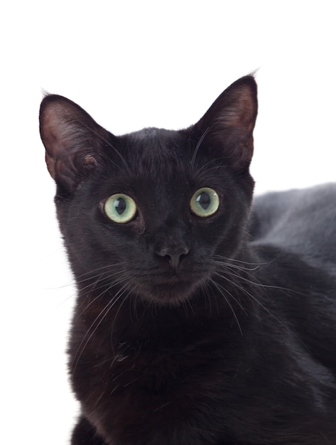 Foto gato negro con ojos amarillos