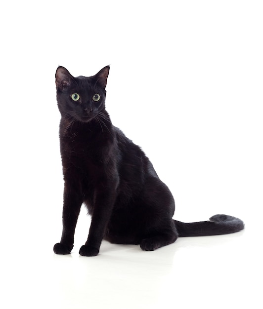 Gato negro con ojos amarillos