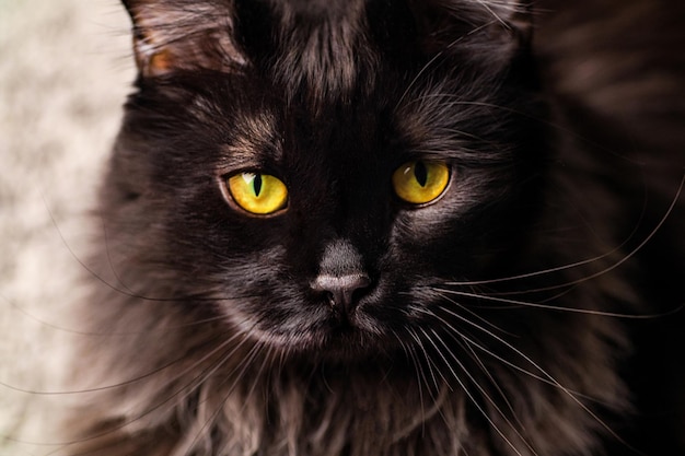 un gato negro con ojos amarillos