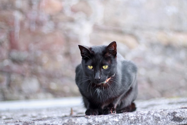 Gato negro con ojos verdes acechando desde el techo.