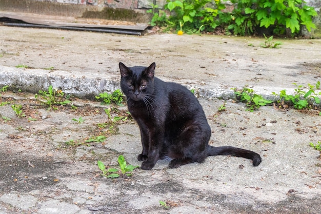 Un gato negro con ojos verdes se sienta afuera en un día soleado. Mirada seria y atenta de un gato negro. El gato se calienta sentado en el asfalto.