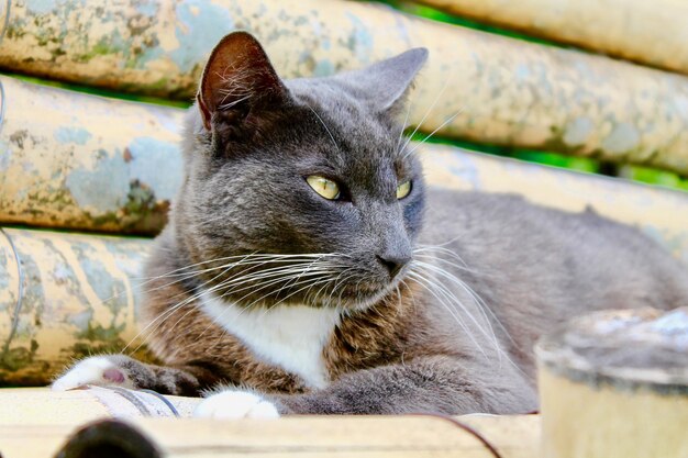 Gato negro con ojos verdes.