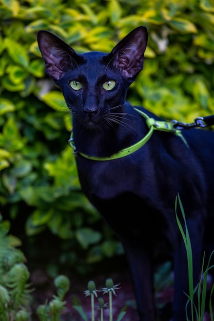 Gato negro oriental cerca del arbusto