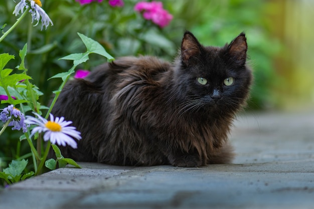 Gato negro pasea y disfruta de un hermoso jardín.