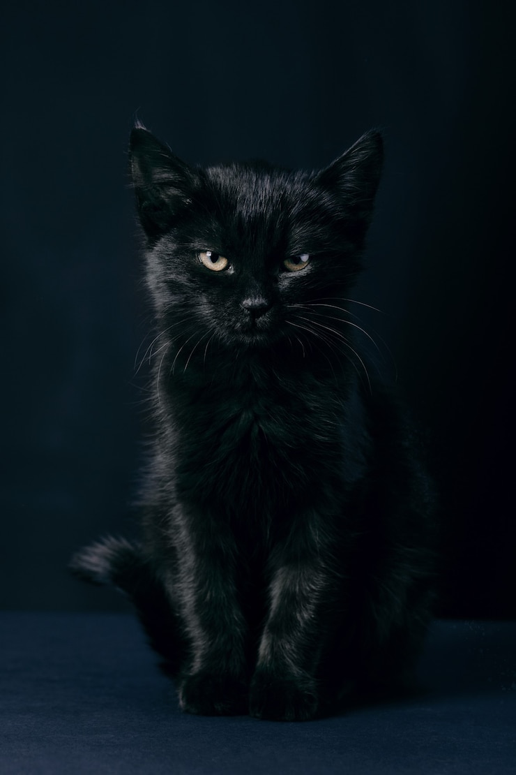Foto gato negro de pie sobre fondo azul, concepto de viernes 13