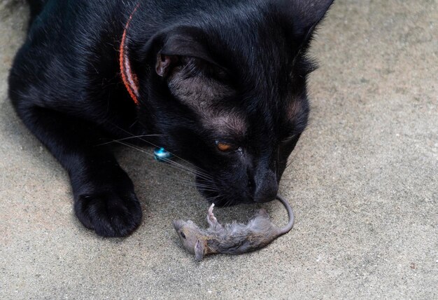 Gato negro con rata muerta