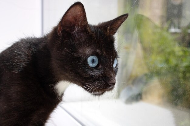 Gato negro con retrato de primer plano de ojos azules