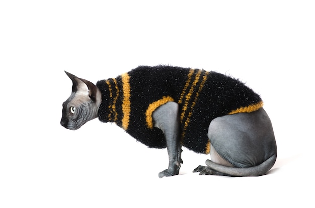 Gato negro, ropa de gato Sphynx en suéter sobre fondo blanco.