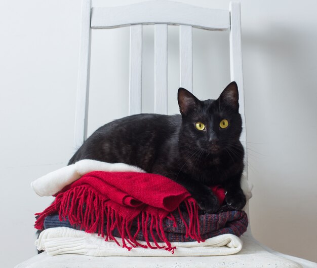 Gato negro con ropa de invierno en una silla