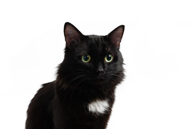 Foto gato negro sedentario hermoso y lindo en fondo blanco aislado