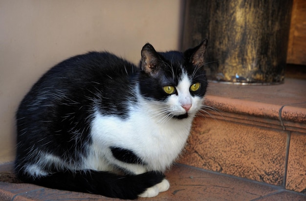 Gato negro sentado en las escaleras