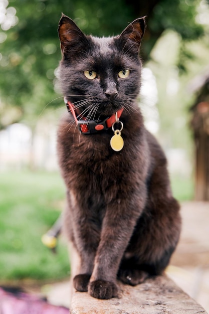 Gato negro sentado en el jardín